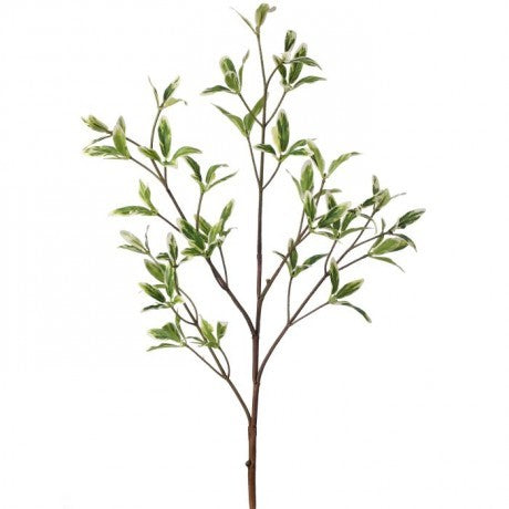 Coprosma Kirkii Spray - 31"