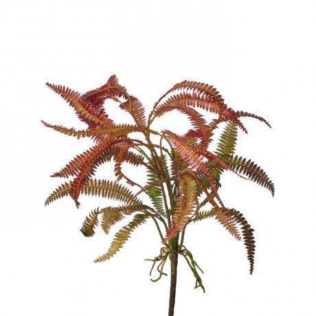 Feather Fern Plant