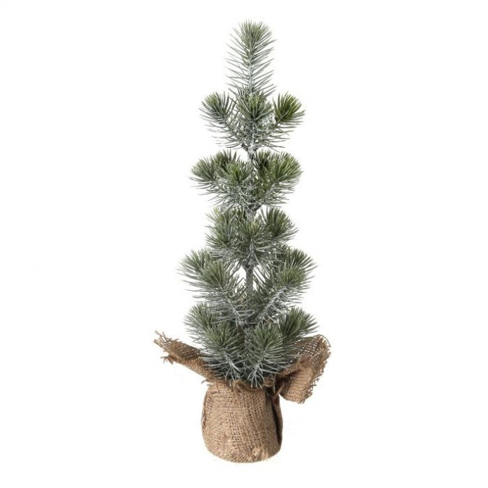 Mini White Spruce Seedling Tree - 2 Options