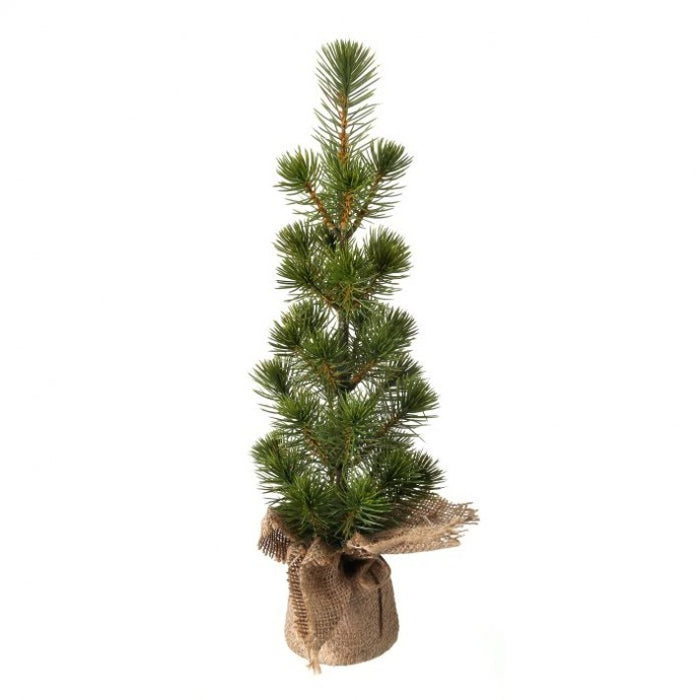 Mini White Spruce Seedling Tree - 2'