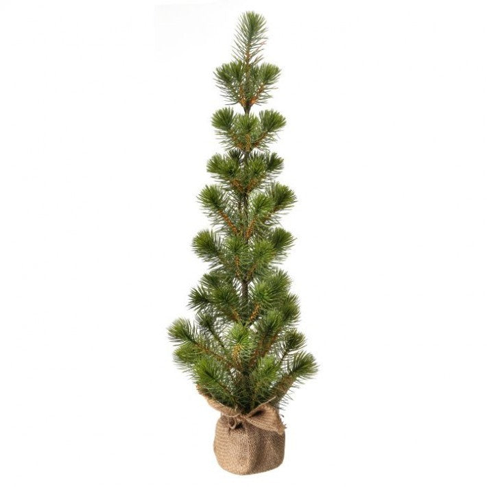 Mini White Spruce Seedling Tree - 2'