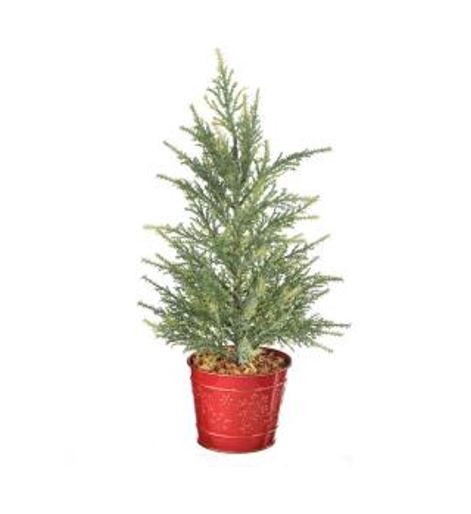 Cypress Tree In Metal Pot