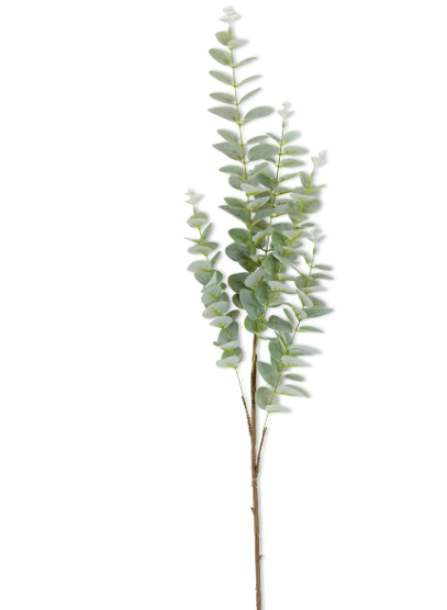 Green Gunnii Eucalyptus Stem 36" - 2 Colors