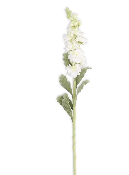 White Stock Flower Stem