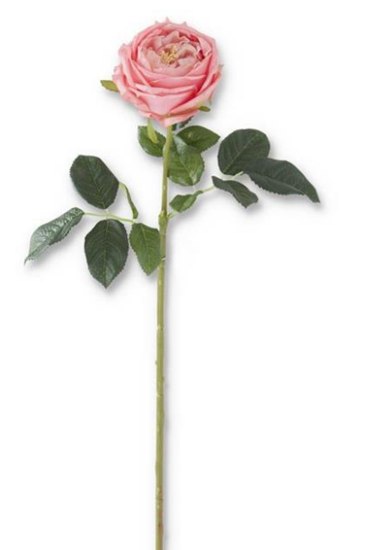 Austin Rose Stem- 3 Colors