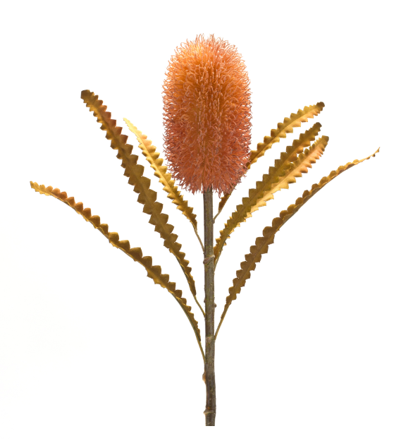 Banksia Stem 24”H