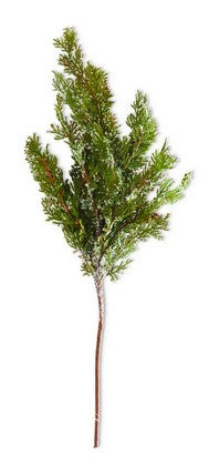 Snowy Cypress with Small Pinecones