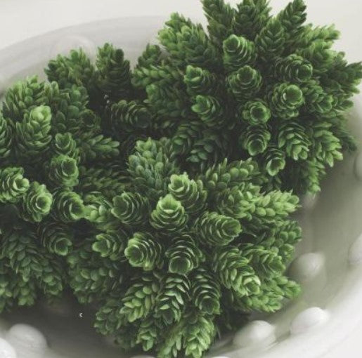 Pineapple Grass Ball