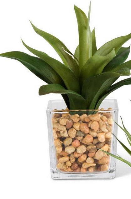 Agave in Square Glass Vases w/Pebbles - 2 Styles