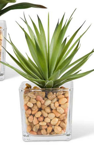 Agave in Square Glass Vases w/Pebbles - 2 Styles