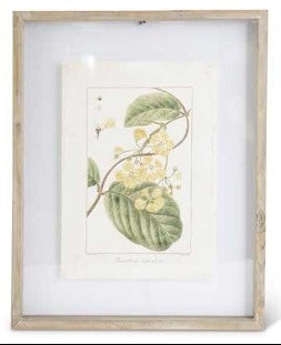 Botanical Print In Shadowbox Wood Frame