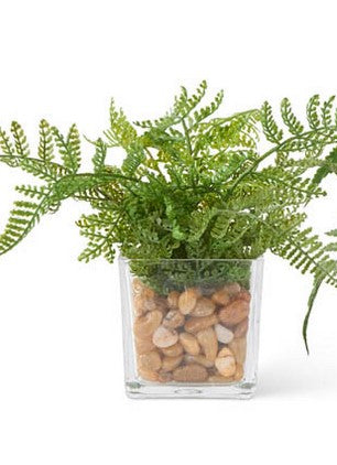 Ferns In Square Glass Vase w/Pebbles- 3 Styles
