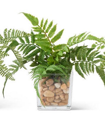 Ferns In Square Glass Vase w/Pebbles- 3 Styles