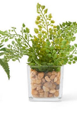 Ferns In Square Glass Vase w/Pebbles- 3 Styles