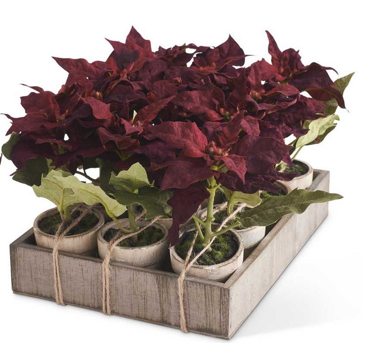 Potted Burgundy Poinsettia