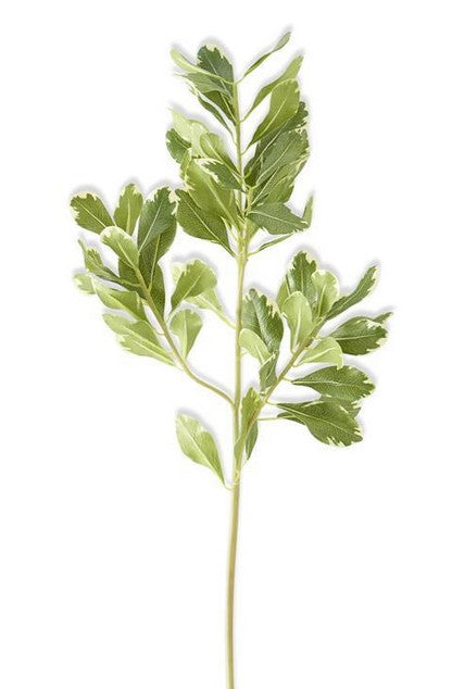 Pittosporum Leaf Stem - 28"