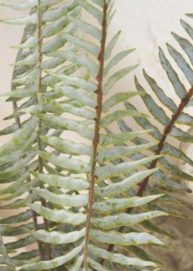 Real Touch Boston Fern Stem - 36"