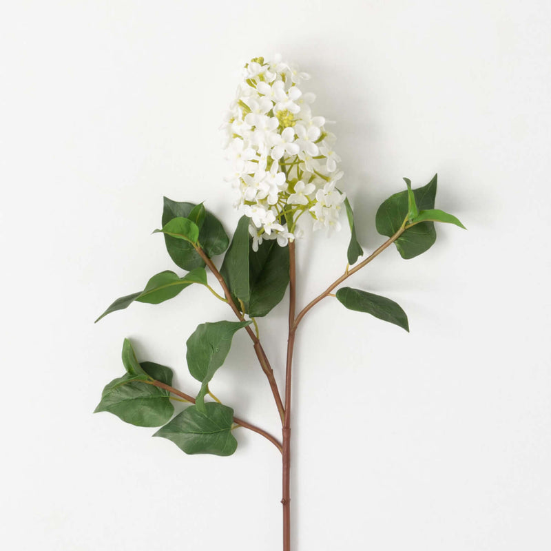 Creamy-White Blooming Lilac